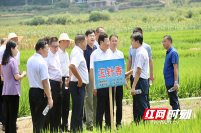 邵阳:科技赋能粮食安全生产 产业助力农民增产增收